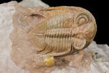 Tiny Zlichovaspis Trilobite With Micro Fossils #131291-3